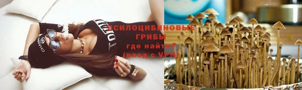 стаф Алзамай
