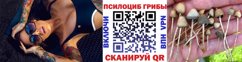 как найти закладки  Минусинск  Псилоцибиновые грибы прущие грибы 