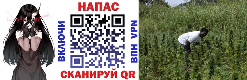Конопля семена Минусинск